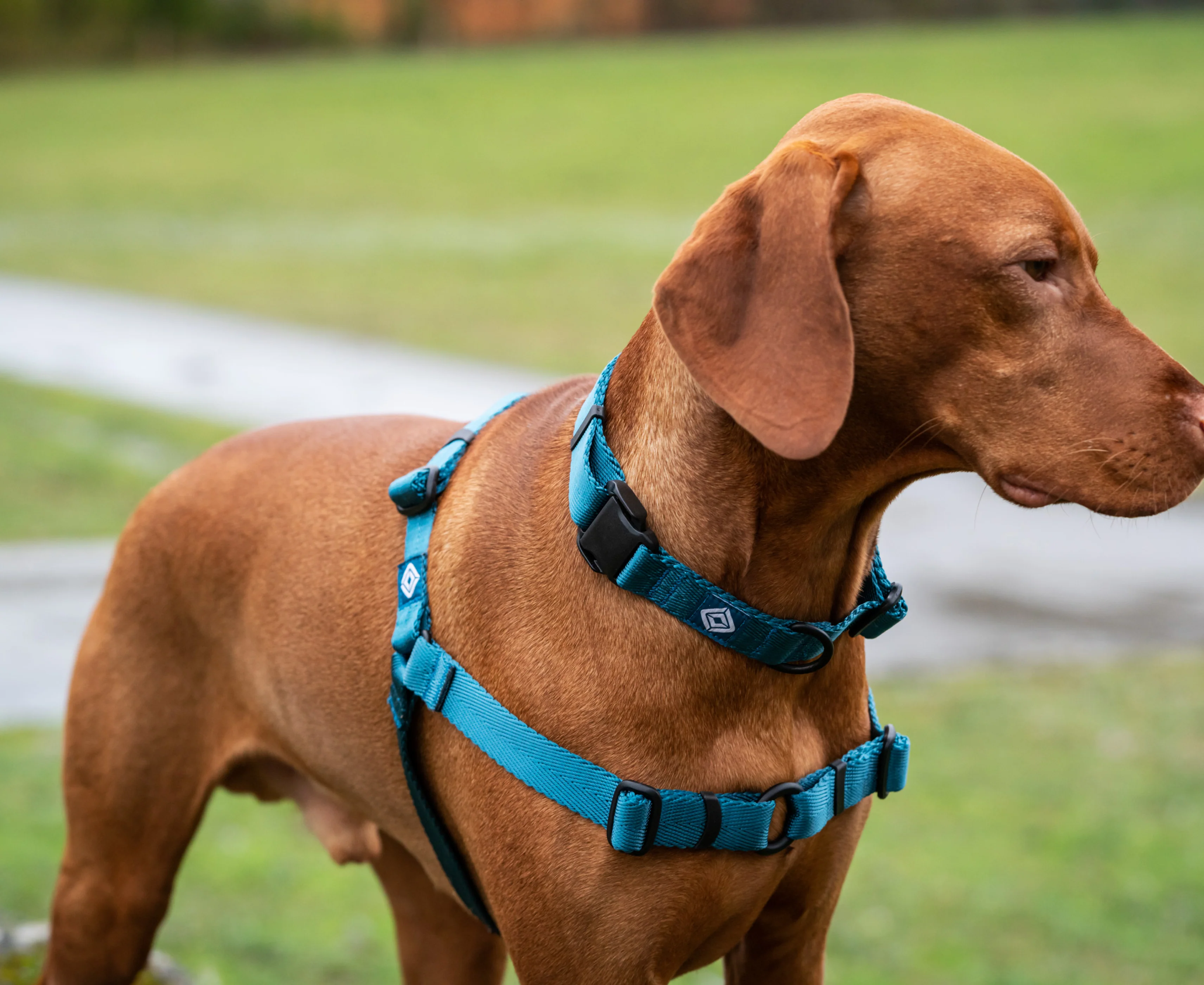 Rivian Dog Harness - Image 3