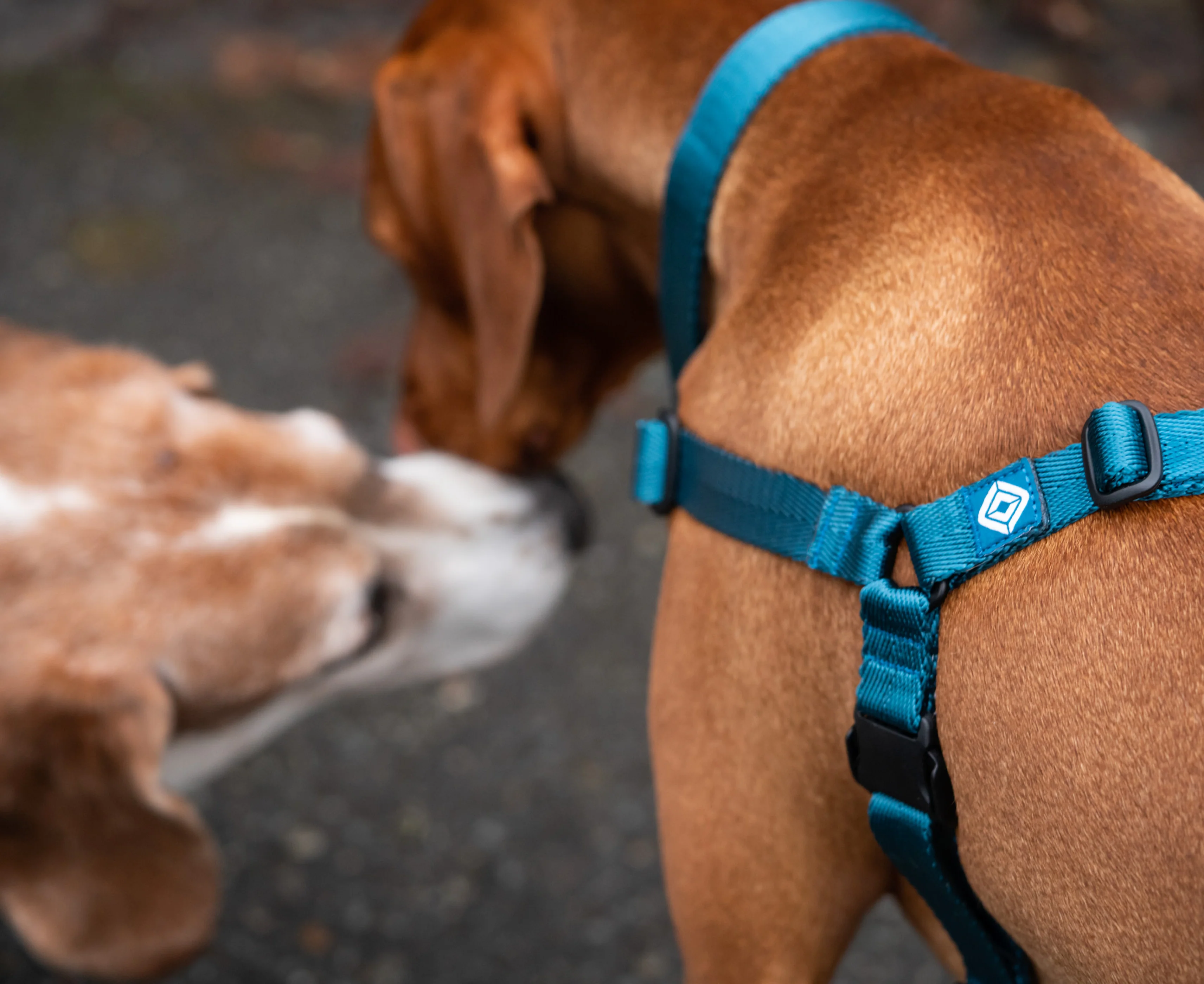 Rivian Dog Harness - Image 4